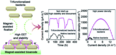 Graphical abstract: Trifunctional modification of individual bacterial cells for magnet-assisted bioanodes with high performance in microbial fuel cells