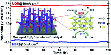 Graphical abstract: A branch-like Mo-doped Ni3S2 nanoforest as a high-efficiency and durable catalyst for overall urea electrolysis