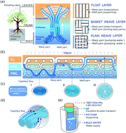 Graphical abstract: 3D tree-shaped hierarchical flax fabric for highly efficient solar steam generation