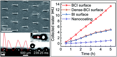 Graphical abstract: Beetle and cactus-inspired surface endows continuous and directional droplet jumping for efficient water harvesting