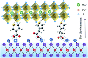 Graphical abstract: Reduced energy loss enabled by thiophene-based interlayers for high performance and stable perovskite solar cells