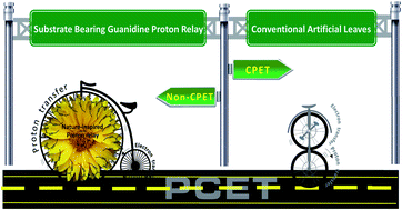 Graphical abstract: Unveiling the mechanistic implications of water oxidation reactions boosted by guanidine proton relays: a chemical-electrochemical-chemical pathway and a non-concerted proton-electron transfer