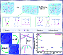 Graphical abstract: Hierarchically reversible crosslinking polymeric hydrogels with highly efficient self-healing, robust mechanical properties, and double-driven shape memory behavior