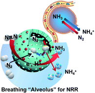 Graphical abstract: Iron-doped titanium dioxide hollow nanospheres for efficient nitrogen fixation and Zn–N2 aqueous batteries