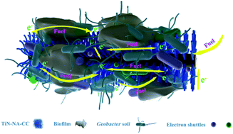 Graphical abstract: The high enrichment of Geobacter by TiN nanoarray anode catalyst for efficient microbial fuel cells