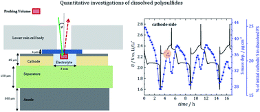 Graphical abstract: Polysulfide driven degradation in lithium–sulfur batteries during cycling – quantitative and high time-resolution operando X-ray absorption study for dissolved polysulfides probed at both electrode sides