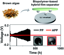 Graphical abstract: A biopolymer-based functional separator for stable Li metal batteries with an additive-free commercial electrolyte