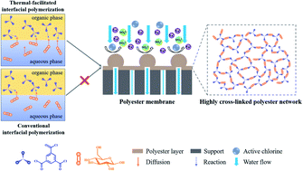 Graphical abstract: Thermal-facilitated interfacial polymerization toward high-performance polyester desalination membrane