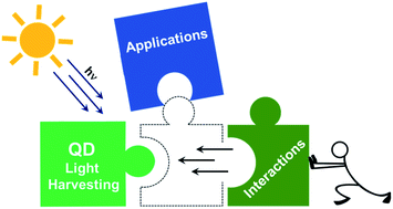 Graphical abstract: The unconventional role of surface ligands in dictating the light harvesting properties of quantum dots