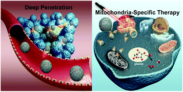 Graphical abstract: Mitochondria-targeted nanospheres with deep tumor penetration for photo/starvation therapy