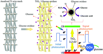 Graphical abstract: 3D hollow-out TiO2 nanowire cluster/GOx as an ultrasensitive photoelectrochemical glucose biosensor