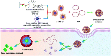 Graphical abstract: Biodegradable nano-organosilica gene carrier for high-efficiency gene transfection