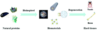 Graphical abstract: Natural protein bioinspired materials for regeneration of hard tissues