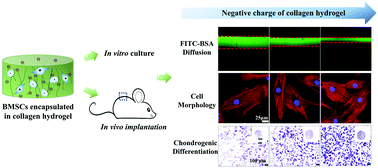 Graphical abstract: The negatively charged microenvironment of collagen hydrogels regulates the chondrogenic differentiation of bone marrow mesenchymal stem cells in vitro and in vivo