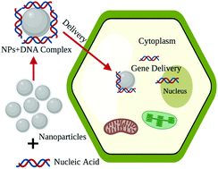 Graphical abstract: Nanomaterial based gene delivery: a promising method for plant genome engineering