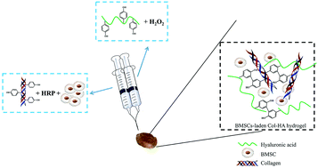 Graphical abstract: An injectable BMSC-laden enzyme-catalyzed crosslinking collagen-hyaluronic acid hydrogel for cartilage repair and regeneration