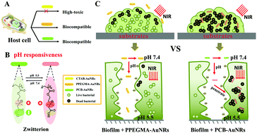 Graphical abstract: Gold nanorods with surface charge-switchable activities for enhanced photothermal killing of bacteria and eradication of biofilm