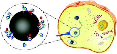 Graphical abstract: Cucurbit[7]uril-functionalized magnetic nanoparticles for imaging-guided cancer therapy