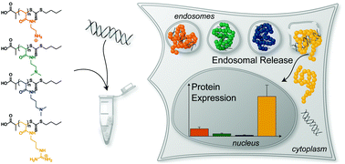 Graphical abstract: Tuning of endosomal escape and gene expression by functional groups, molecular weight and transfection medium: a structure–activity relationship study
