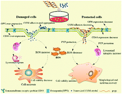 Graphical abstract: Degraded Porphyra yezoensis polysaccharide protects HK-2 cells and reduces nano-COM crystal toxicity, adhesion and endocytosis