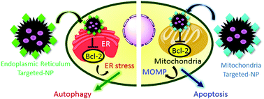 Graphical abstract: Spatial targeting of Bcl-2 on endoplasmic reticulum and mitochondria in cancer cells by lipid nanoparticles