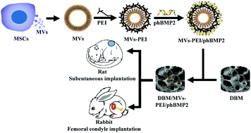 Graphical abstract: Mesenchymal stem cell-derived microvesicles mediate BMP2 gene delivery and enhance bone regeneration