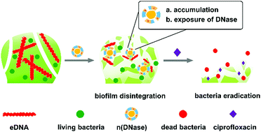 Graphical abstract: Encapsulated DNase improving the killing efficiency of antibiotics in staphylococcal biofilms