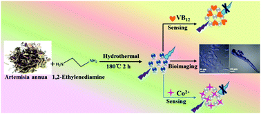 Graphical abstract: A label-free multifunctional nanosensor based on N-doped carbon nanodots for vitamin B12 and Co2+ detection, and bioimaging in living cells and zebrafish