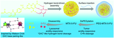 Graphical abstract: “Watson–Crick G [[triple bond, length as m-dash]] C”-inspired supramolecular nanodrug of methotrexate and 5-fluorouracil for tumor microenvironment-activatable self-recognizing synergistic chemotherapy