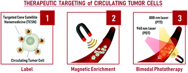 Graphical abstract: Circulating tumor-cell-targeting Au-nanocage-mediated bimodal phototherapeutic properties enriched by magnetic nanocores