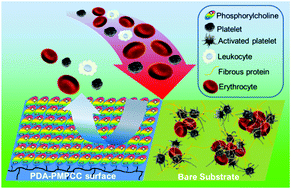 Graphical abstract: Anchorable phosphorylcholine copolymer synthesis and cell membrane mimetic antifouling coating fabrication for blood compatible applications