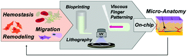 Graphical abstract: Microphysiological systems for the modeling of wound healing and evaluation of pro-healing therapies
