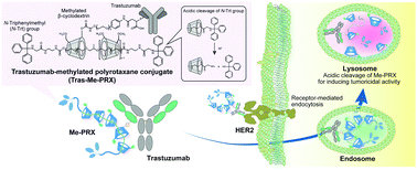 Graphical abstract: An antibody–supermolecule conjugate for tumor-specific targeting of tumoricidal methylated β-cyclodextrin-threaded polyrotaxanes
