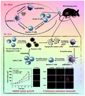 Graphical abstract: Adoptive cellular immunotherapy of tumors via effective CpG delivery to dendritic cells using dendrimer-entrapped gold nanoparticles as a gene vector