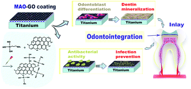Graphical abstract: Graphene oxide-coated porous titanium for pulp sealing: an antibacterial and dentino-inductive restorative material