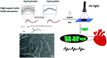 Graphical abstract: High-aspect-ratio water-dispersed gold nanowires incorporated within gelatin methacrylate hydrogels for constructing cardiac tissues in vitro