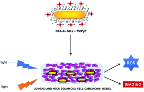 Graphical abstract: Enhanced photodynamic therapy and fluorescence imaging using gold nanorods for porphyrin delivery in a novel in vitro squamous cell carcinoma 3D model