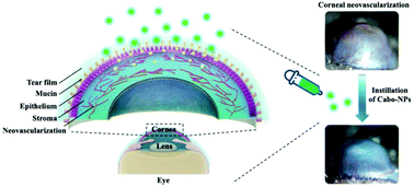 Graphical abstract: Development of mucoadhesive cationic polypeptide micelles for sustained cabozantinib release and inhibition of corneal neovascularization