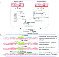 Graphical abstract: Research status and development potential of composite hemostatic materials