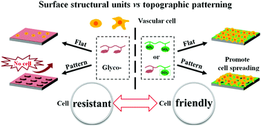 Graphical abstract: Vascular cell responses to silicone surfaces grafted with heparin-like polymers: surface chemical composition vs. topographic patterning