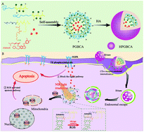 Graphical abstract: Photo-induced specific intracellular release EGFR inhibitor from enzyme/ROS-dual sensitive nano-platforms for molecular targeted-photodynamic combinational therapy of non-small cell lung cancer