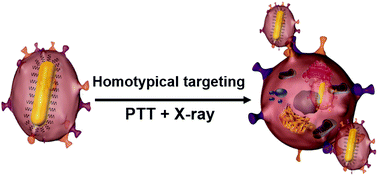 Graphical abstract: Cancer cell membrane-coated gold nanorods for photothermal therapy and radiotherapy on oral squamous cancer