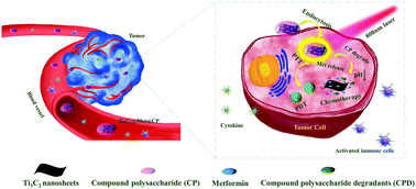 Graphical abstract: Surface modification engineering of two-dimensional titanium carbide for efficient synergistic multitherapy of breast cancer