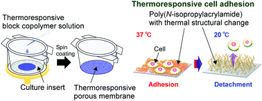 Graphical abstract: Water stable nanocoatings of poly(N-isopropylacrylamide)-based block copolymers on culture insert membranes for temperature-controlled cell adhesion