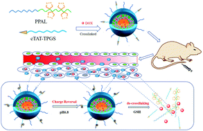 Graphical abstract: Dual-responsive TPGS crosslinked nanocarriers to overcome multidrug resistance