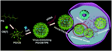 Graphical abstract: Construction of traceable cucurbit[7]uril-based virus-mimicking quaternary complexes with aggregation-induced emission for efficient gene transfection