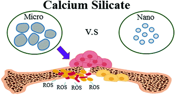 Graphical abstract: In vitro comparisons of microscale and nanoscale calcium silicate particles