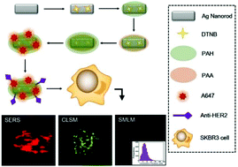 Graphical abstract: SERS-fluorescence-superresolution triple-mode nanoprobe based on surface enhanced Raman scattering and surface enhanced fluorescence