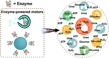 Graphical abstract: Enzyme catalysis powered micro/nanomotors for biomedical applications