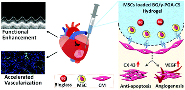 Graphical abstract: In situ activated mesenchymal stem cells (MSCs) by bioactive hydrogels for myocardial infarction treatment